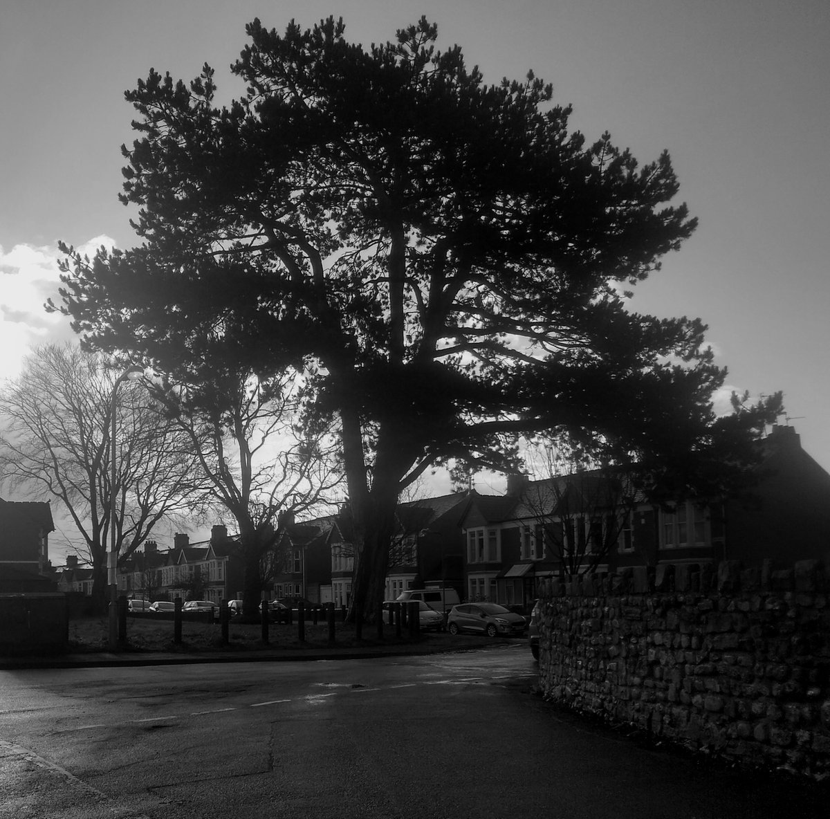 NotLeafy's tweet photo. Turning to gaze at our favourite landmark urban tree, busy roads left behind & heading to Waterloo Gardens, Cardiff. Majestic evergreen; always welcoming, spirit raising. We & the city pause for breath #treesclosetome @CoedCadwπ²
Please carry on taking care of him @cardiffcouncil https://t.co/TriGbIIQKf