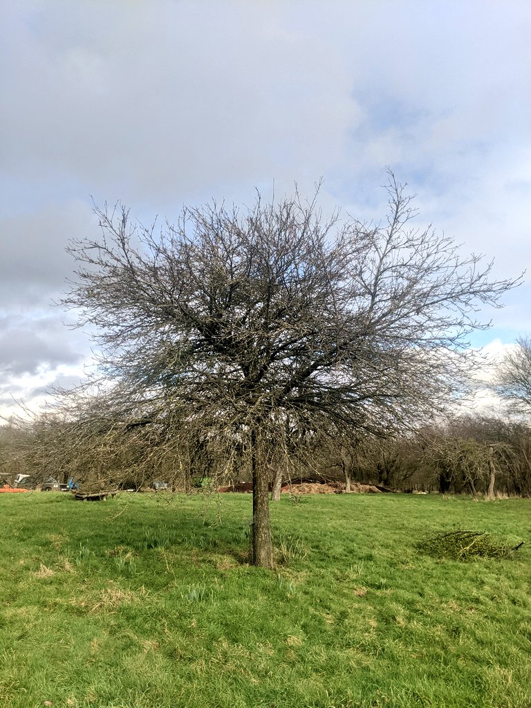 Ross Cider tweet media