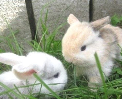 piinkibun's tweet photo. https://t.co/o7WdQQrriu