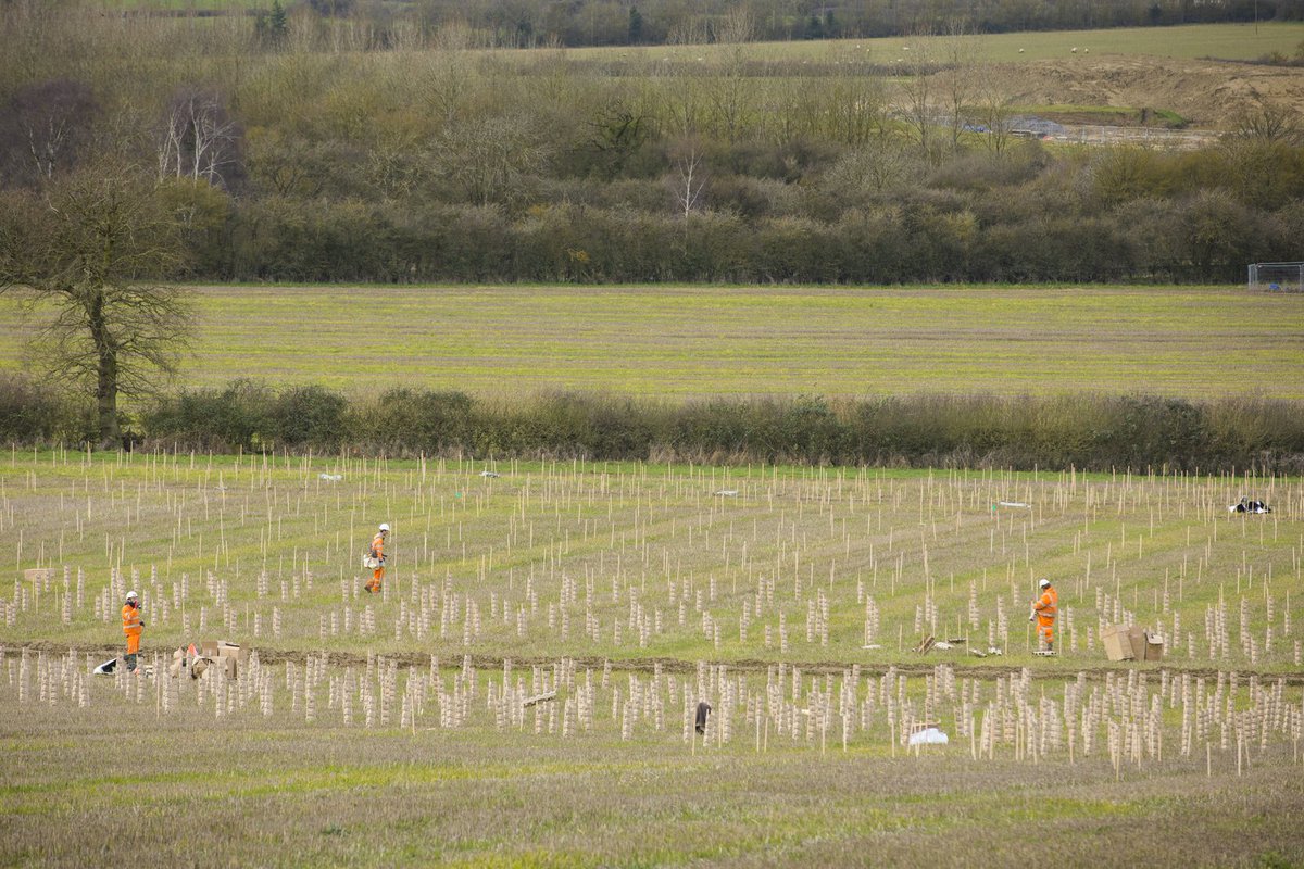 Over 300,000  #trees will be planted this winter, bringing the total between London and the West Midlands to over 730,000 ahead of our 7 million target. Find out more facts about HS2 and woodlands:  https://www.hs2.org.uk/building-hs2/hs2-and-the-natural-environment/environment-sustainability/hs2-and-woodlands/14/14