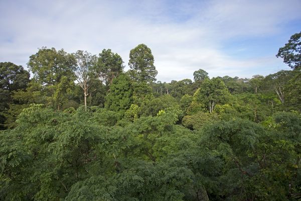 A process has produced this forest. When we view it and see the taller outcrops, we may select those and suggest that the system produces tall outcropsAny football talent process will as is blatantly evidenced produce varying types of player. All that's left is what's selected