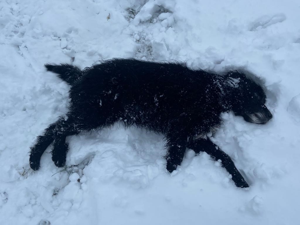 protectivepaws's tweet photo. PD Skye and RPD Milo finally stay still enough to get a picture of them in the snow. RPD Milo seems to be having a go at making snow angels!? #Protectivepaws #dogs #policedogs #westyorkshirepolice https://t.co/UWobsU33xS