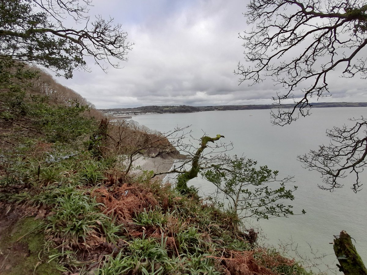 InSaundersfoot's tweet photo. Well the walk warmed me up   ... and  a robin kindly posed. https://t.co/bJrVxbuUnh