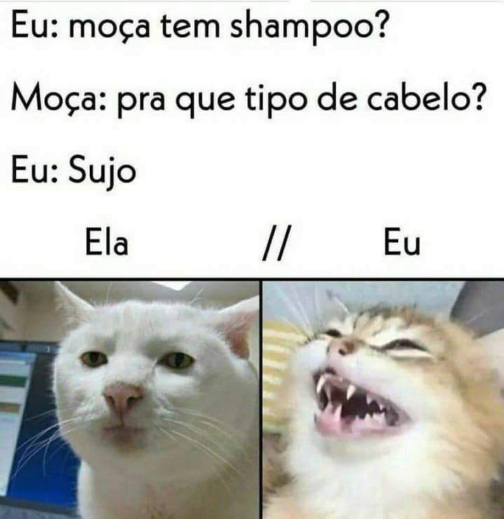 Memes acessíveis - Descrição: na foto de cima, um gato branco