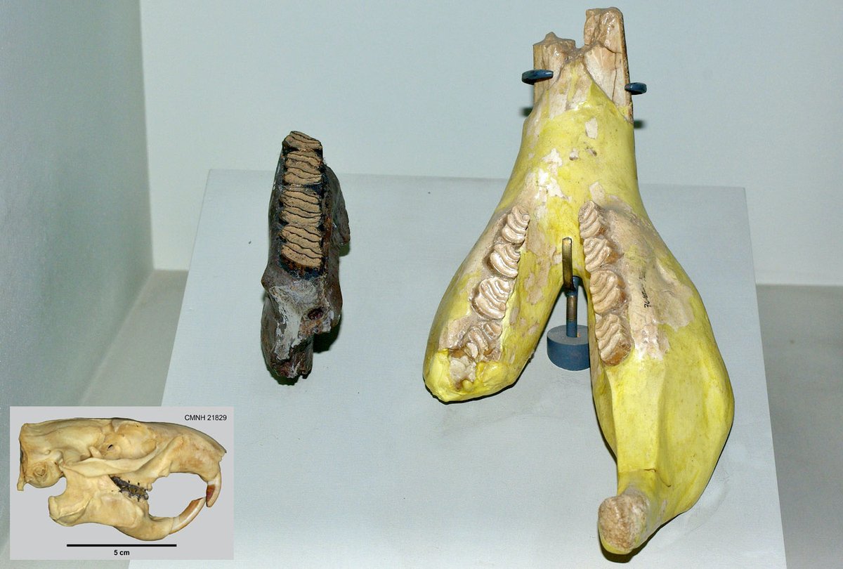 dcpaleo's tweet photo. #FossilFriday 🐀🇦🇷A pair of giant #rodent jaws on display @museodelaplata: Phoberomys (L) belongs to an extinct group likely related to #chinchillas, whereas Carlesia (R) is a relative of the modern #pacarana.

For #GroundhogDay, groundhog #skull inserted for approximate scale! https://t.co/GsWy9qSKVA