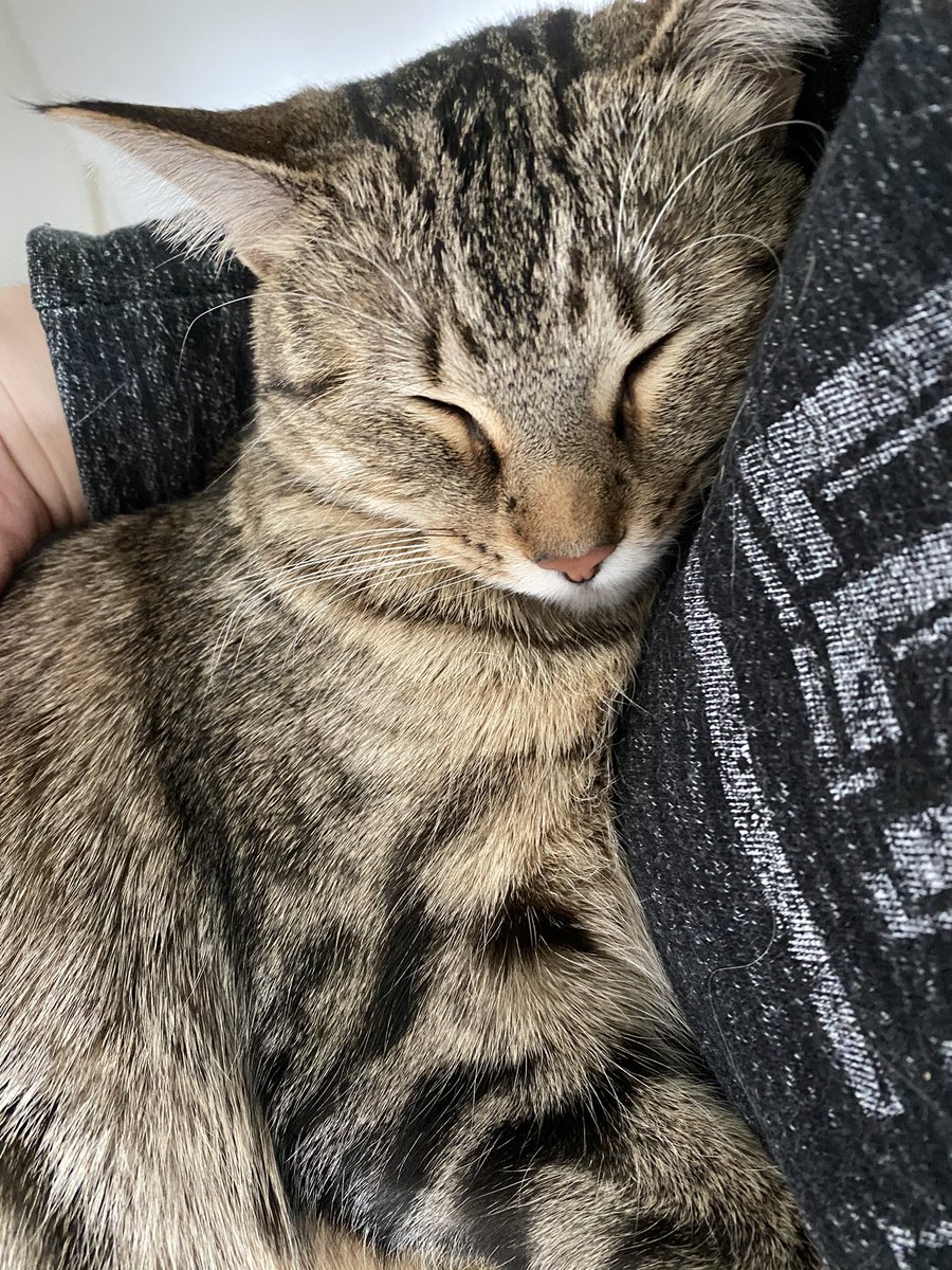 my cat snored on my lap through an entire meeting this morning. what a life she has