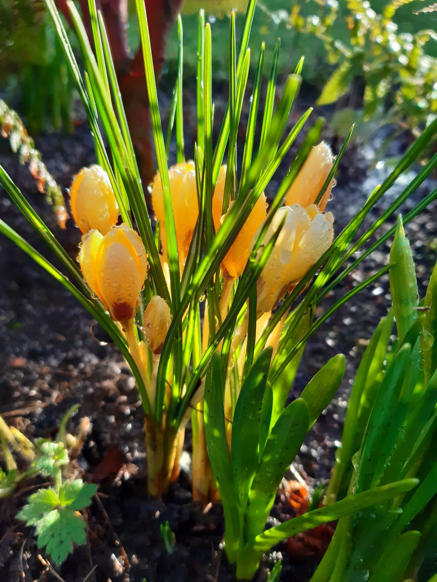 feelgoodgarden's tweet photo. The simple joys in life! 🌿🌱💛💛💛💫 Crocuses are such dainty little jewels in the garden, a sign that spring is on the way 🙏 #crocus #gardening #garden #FlowersOnFriday https://t.co/CsJiGlbEBG