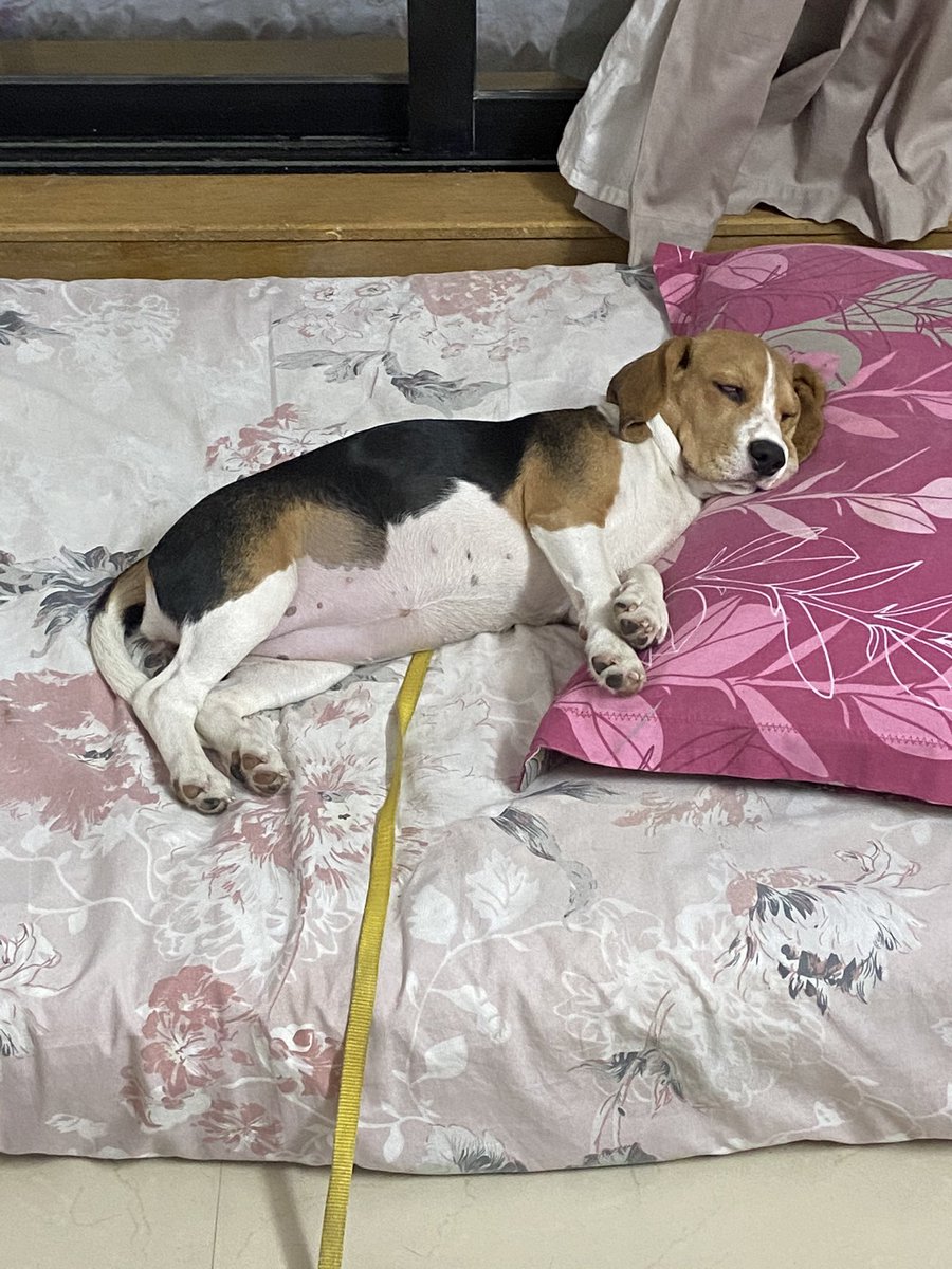 AT_0711's tweet photo. @Urrmi_ The most amazing feeling &amp; the moment is to see the princess sleeping peacefully. 🥰 https://t.co/MiYFbVSUfk