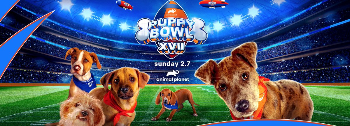 CKCKain's tweet photo. Incredibly proud of the team who pulled off this year's #Puppybowl despite daunting obstacles &amp; Covid hurdles. 3 cheers for The PUP-tacular game! Sunday 2pm ET/11am PT @AnimalPlanet https://t.co/odKW8snIUo
