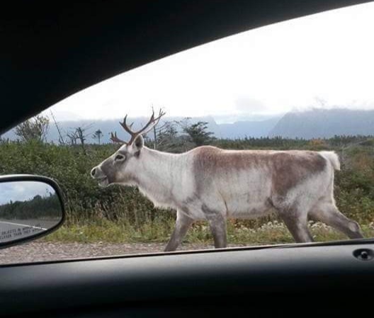 RCMPNL's tweet photo. 🚨Caution, caribou crossing! Deer Lake RCMP warns motorists of a herd of caribou that are hanging out along the Trans-Canada Highway between Hampden and Howley Junction.  Please drive with reduced speeds as animals can be unpredictable. #RCMPNL 🚨 https://t.co/nqNFjZJ4HI