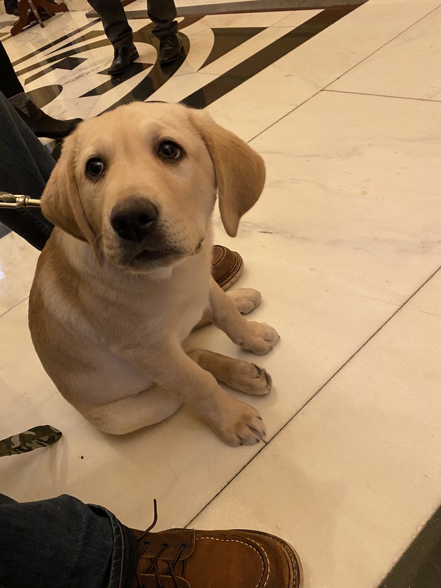 Meet Teddy, Rep. Ilhan Omar’s 3-month-old yellow lab