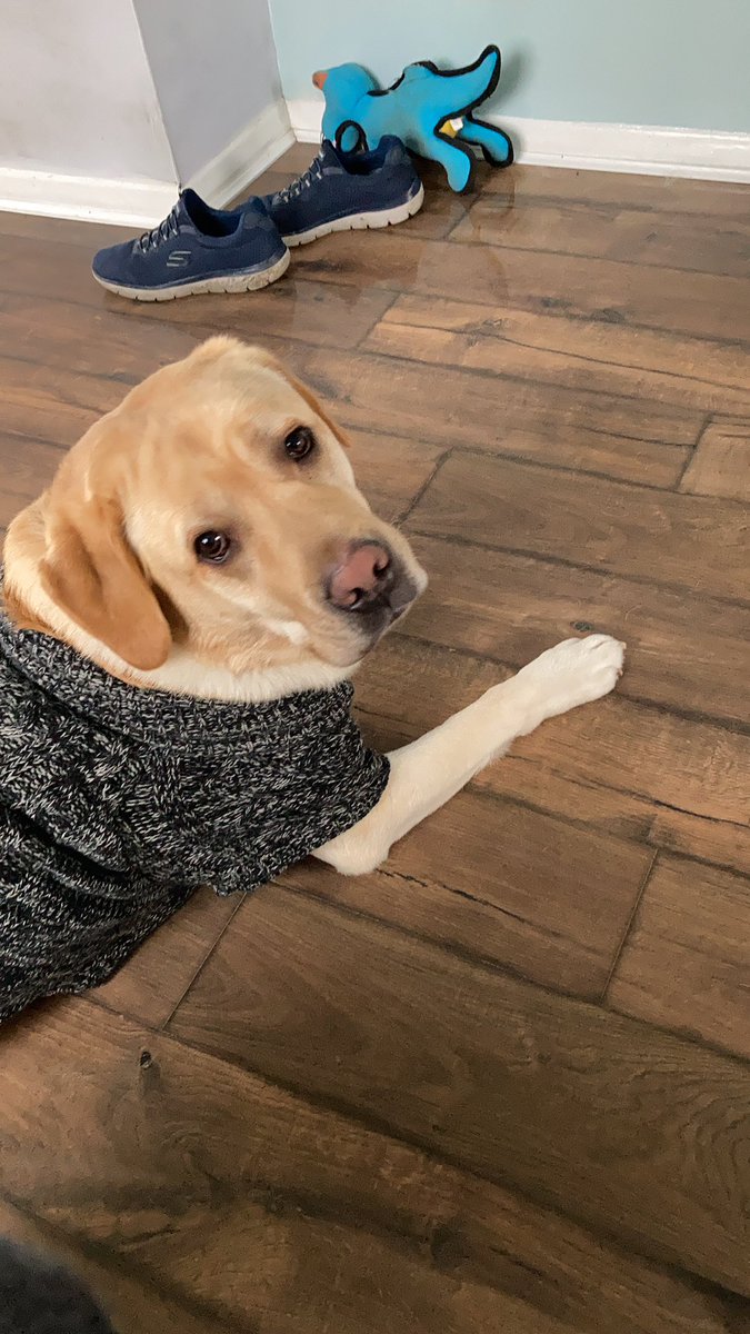 AssistanceZiggy's tweet photo. Thank You @lucrezianews &amp;  @samholdertv for showcasing the difficulties that @BlondeHistorian and @guidedogs have !! 

Nobody deserves abuse for being independent 🤨#DoNotDistract #NotJustADog https://t.co/HIVouxhGnY