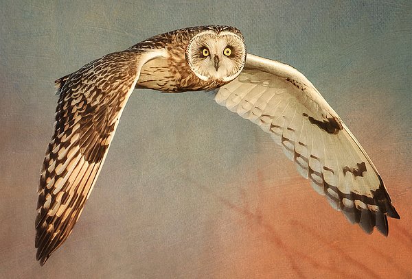 New artwork for sale! - "Short-eared Owl in Flight" - fineartamerica.com/featured/short… <a href="/fineartamerica/">Fine Art America</a>