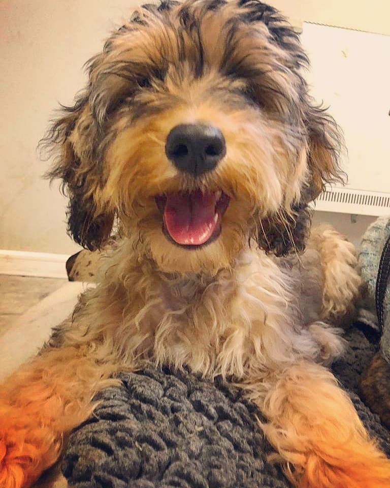 RosieDogDaycare's tweet photo. Smile, it's the weekend! 😁🐶♥️
.
.
.
#rosiesplace #dogdaycare #dogwalking #petservices #gosforth #newcastle #dogs #pups #puppyclub #doggyfriends #socialisation #playtime #fridaydogs #friday #fun #dogdaycarelife #smiles #allyouneedisloveandadog https://t.co/Rbi4xLsmjM