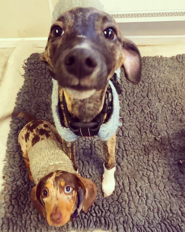 RosieDogDaycare's tweet photo. Smile, it's the weekend! 😁🐶♥️
.
.
.
#rosiesplace #dogdaycare #dogwalking #petservices #gosforth #newcastle #dogs #pups #puppyclub #doggyfriends #socialisation #playtime #fridaydogs #friday #fun #dogdaycarelife #smiles #allyouneedisloveandadog https://t.co/Rbi4xLsmjM