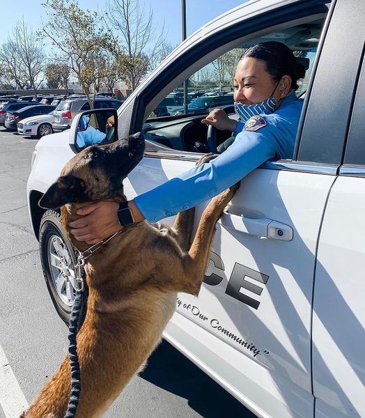 PK9Mag's tweet photo. Repost @k9chinopd
・・・
Happy Fri-YAY from Halina!
.
.
.
#police #k9officer #k9 #policedog #policeservicedog #policek9unit #k9training #tactical #k9unit #belgianmalinois #detectiondog #dog #tacticaldogs #doglife #doglife #doglovers #dogs #swatdog #patroldog https://t.co/GTDCMP91Qp