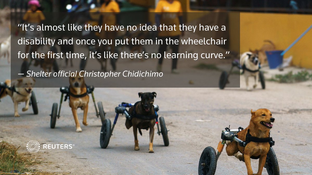The shelter, run by a foundation called The Man That Rescues Dogs, was set up by a Swede who moved to Chonburi in 2002 and was so dismayed by the poor condition of strays that he started caring for them after work 3/6