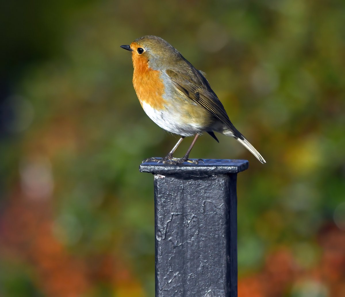 Robin on a post! 😀
 Taken today in my Somerset village.
#TwitterNatureCommunity 🐦