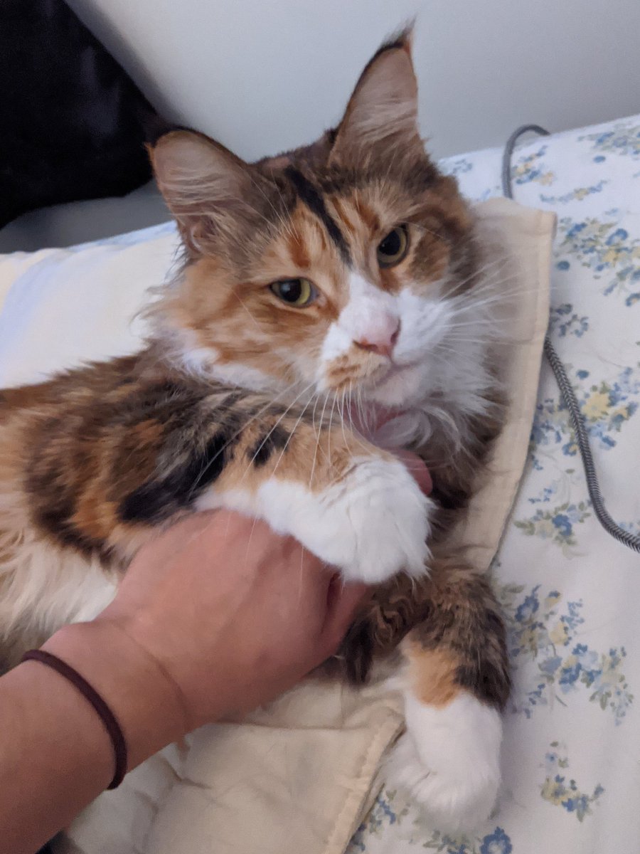 mslady0913's tweet photo. #AOClied about nothing. No one can quantify anyone else's emotions. Try not to get too emotional over how cute my kitty and my brother's pupper are! https://t.co/nEpf0BW1XQ
