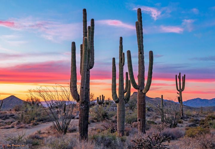 ExploreEarth3's tweet photo. 🌏♥️ Bold Stand Of Saguaro Cactus At Sunset Near Phoenix Arizona [OC ] [4395 x 3046] https://t.co/Wm5UaM0oUL #earthporn #earth #exploreearth #beauty #nature #landscape #photography #dailyphoto #earthdaily #hello_worldpics #dailyphoto #ExploreEarth #EarthPorn #AmazingWorld #n… https://t.co/6rfVuDlS9k