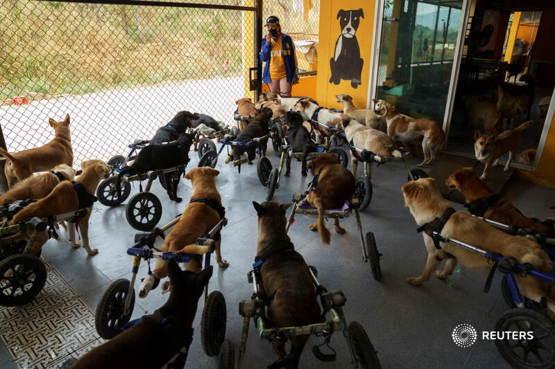 Thailand, estimated to have more than 800,000 stray cats and dogs in 2017, could see their number reach 2 million by 2027 and 5 million in 20 years unless it takes some steps to control numbers, livestock authorities say  https://reut.rs/3oTjDcx  5/6
