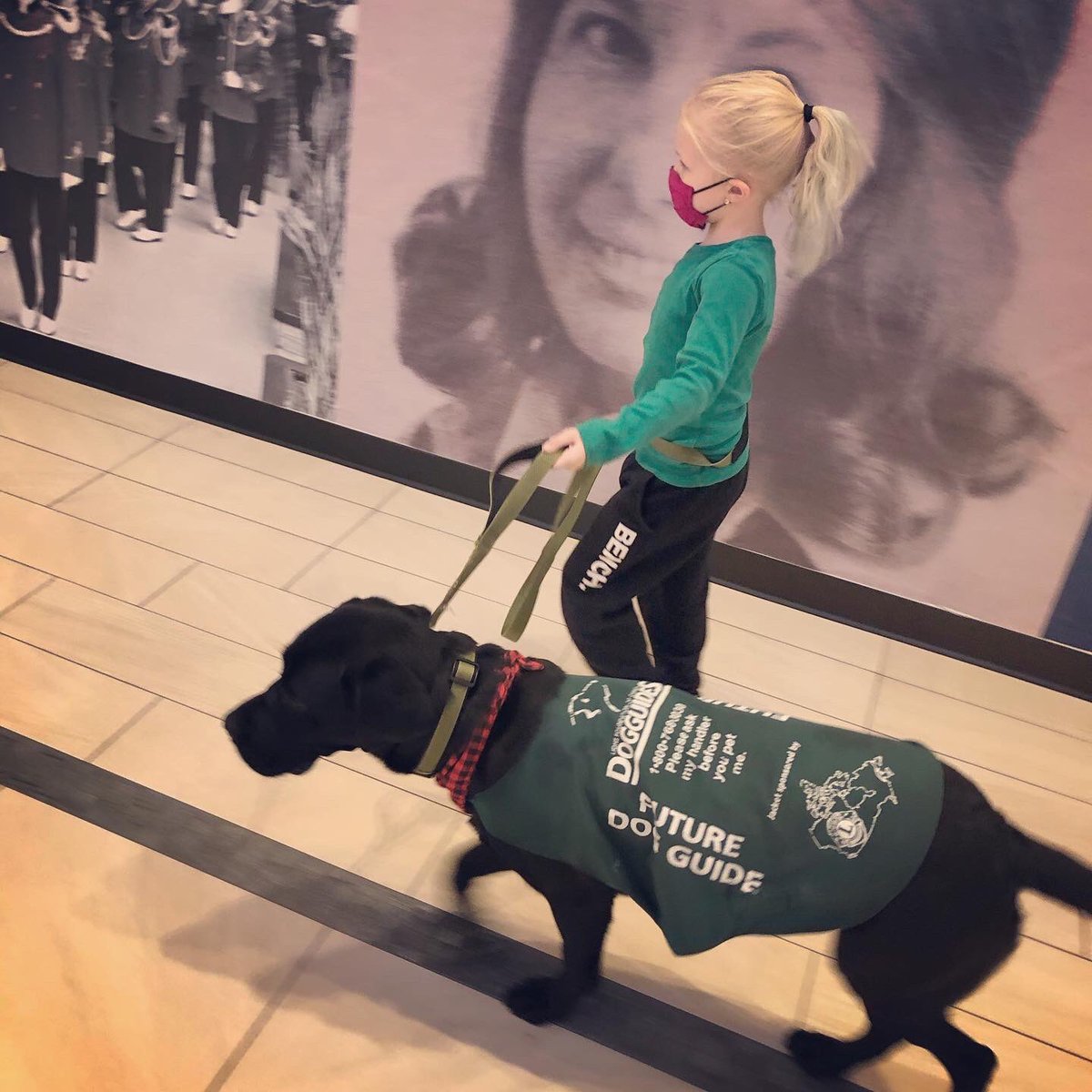 Cote7A's tweet photo. @HaltonPolice @Fit_4_Duty Our handsome Foster just went back to dog guides university 🐕‍🦺 https://t.co/OkkyWZZuHh