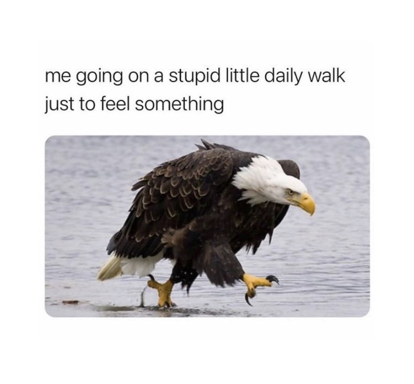 I’ve tried walking, a cure for many these days. I am still working on sitting with the joy of this act. Of shedding the uncertainty that clings to me like a second skin nowadays. I am happy to report that there is progress in this regard.