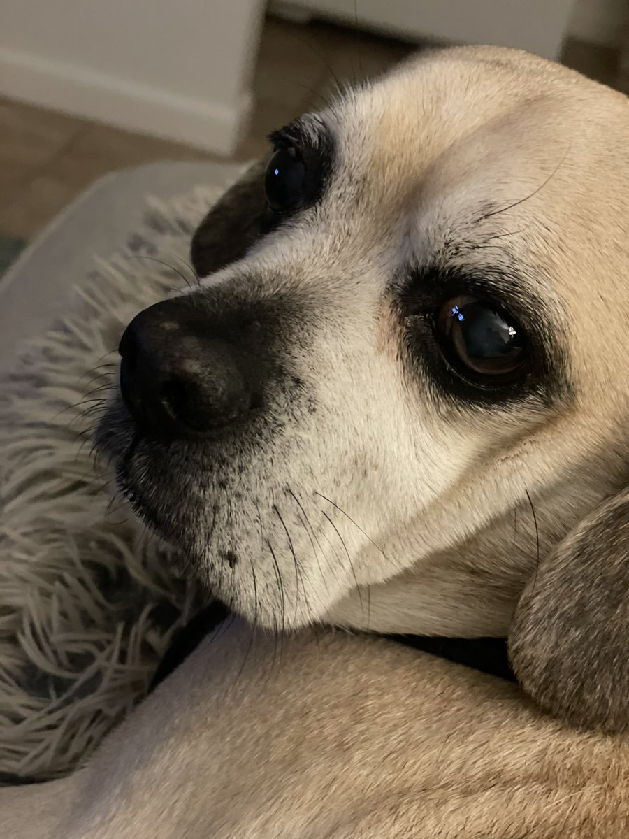 denanke's tweet image. #aoclied about nothing so there...🐶