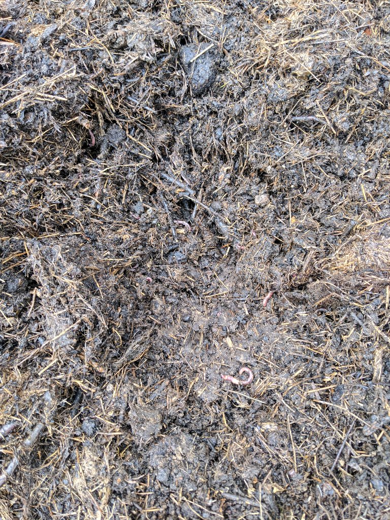 So, how did it turn out? I just took these pictures of the original heap now. The worms are a good sign! The final cooler stage is when worms, slugs, woodlice etc get to work. Overall I think I maybe had too much brown from the hay I added or at least it was too long and lumpy.