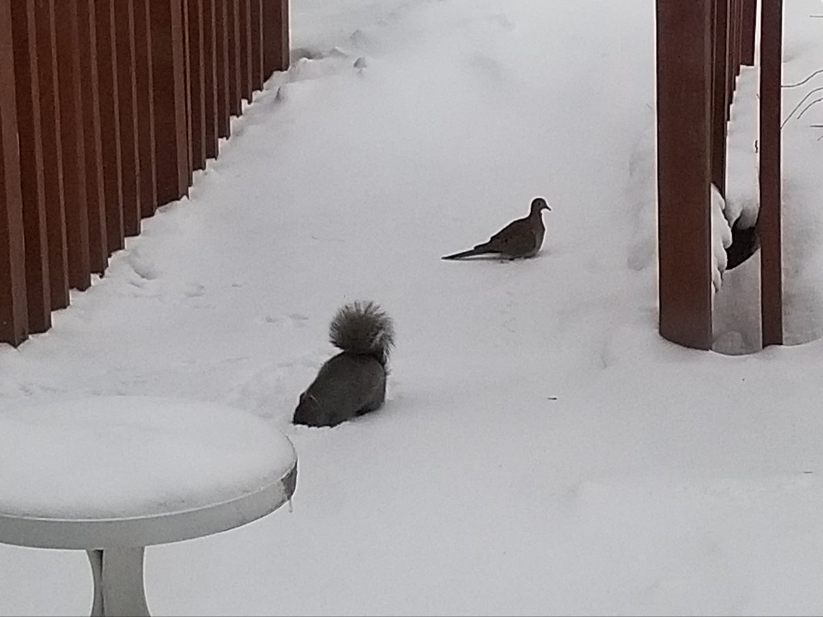 vintagepix's tweet photo. "Arrived for breakfast, and restaurant staff were unprepared. I had to dig in the snow for my food. ZERO STARS!" - A. Squirrel 
#BirdfeederTV #wiwx #SquirrelBandit https://t.co/7uvA2QINuD