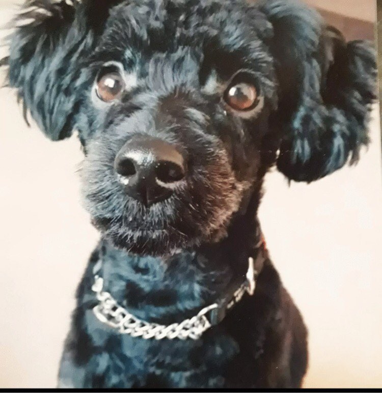 LitchfieldCraft's tweet photo. Afternoon everyone.  I hope you are all well?  Today I wanted to share with you a small #heart slate with you. The #portrait today is of Arthur.  I just #love this little #dog.  He is painted in #acrylic paints. https://t.co/OZgN3Q9y53