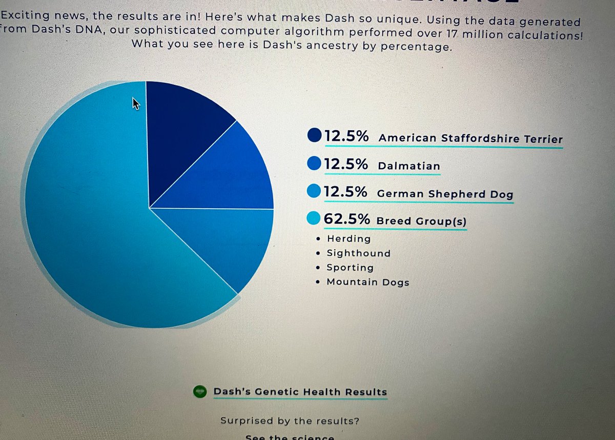 MellyChaps's tweet photo. My DNA test may have been boring but my little rescue puppy's results  are much more interesting! She doesn't look like a Staffy/ Dalmatian! @WisdomPanel #RescueDogs #streetdog #bitofeverything https://t.co/npRHkGFV8w