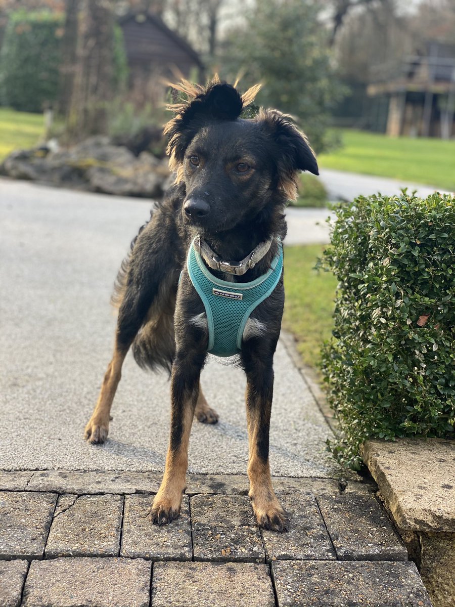 MellyChaps's tweet photo. My DNA test may have been boring but my little rescue puppy's results  are much more interesting! She doesn't look like a Staffy/ Dalmatian! @WisdomPanel #RescueDogs #streetdog #bitofeverything https://t.co/npRHkGFV8w