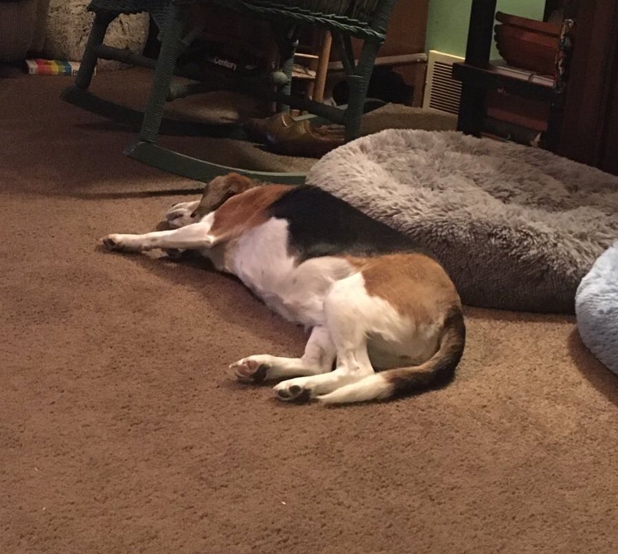 Mom: Measuring progress in a #RescueDog is different for each rescue. We thought it was progress when Ruthie started laying on the floor after a year and 1/2 of never laying on the floor. 🎉 #causeforcelebration #beagle