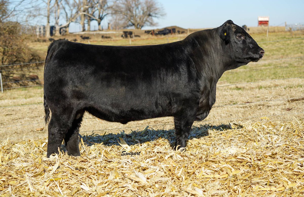𝐁𝗼𝗼𝗺𝐞𝐫𝐬 𝐁𝗼𝗼𝗺𝐞𝐫𝐚𝐧𝐠

Boomerang
Lot 22
Feb 20-Byergo Angus

Powerful like his daddy Byergo Boomer. Dam is a maternal sister to the all timer bull Byergo Andy. Outstandingly efficient with a conversion of 4.21/1lb- 35% more efficient than a breed average bull 6.5/1lb.