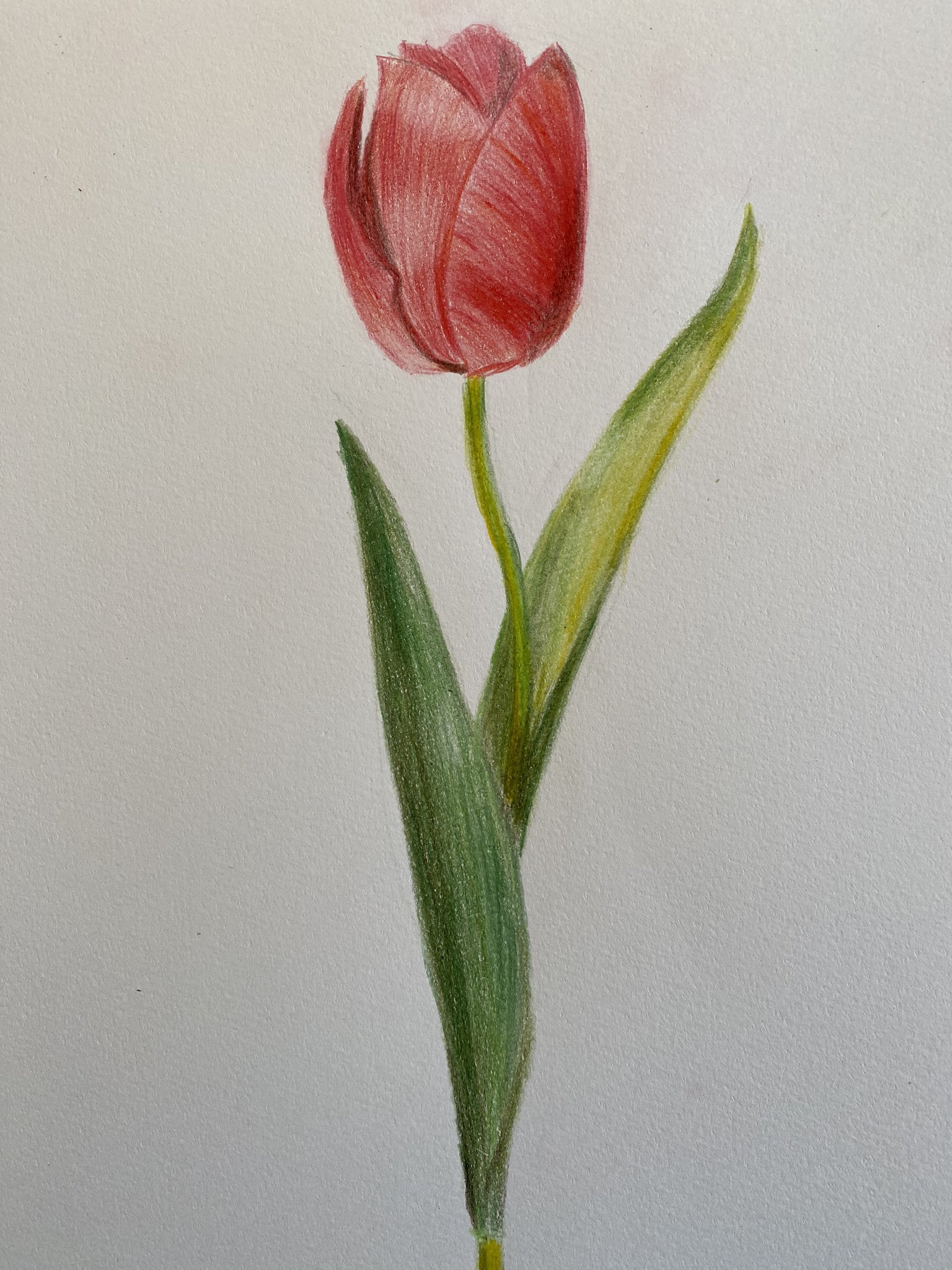 ハセタク マチルダマーチ チューリップ描いた 色鉛筆 色鉛筆画 花 チューリップ ハセタクの色鉛筆 T Co Snyeuelwxf Twitter