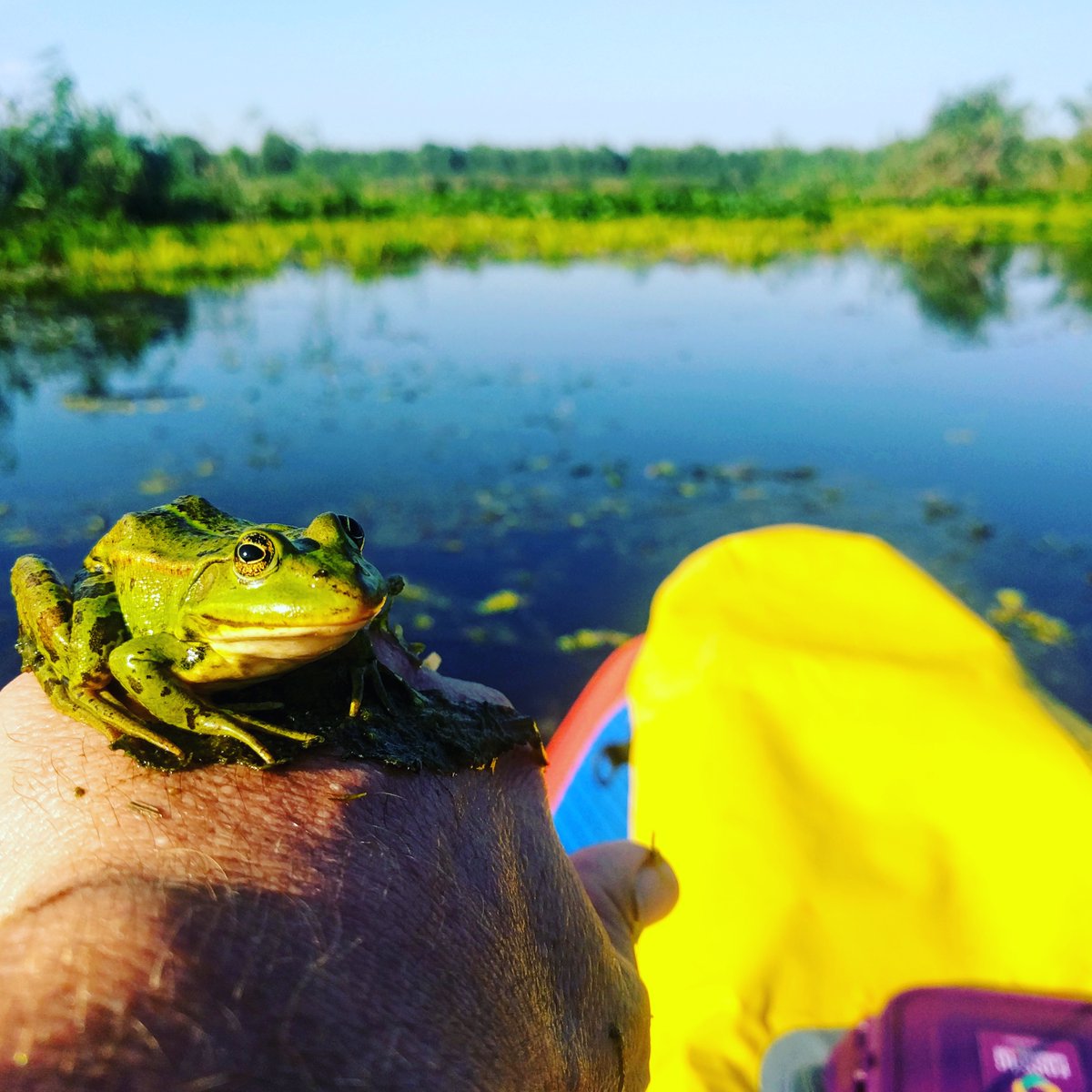 rapidlasso's tweet photo. @AnaLeticiaGIS @OSGeo One of my favorite moments from @FOSS4G #Bucharest #15yearsOSGeo #DanubeDelta #SorryNoKiss #FatPrinceMaySinkMySUP https://t.co/NjIIN3Zwab