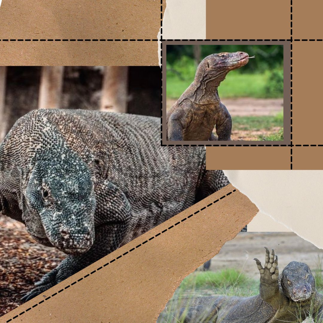 WELCOME KOMODO !!

KOMODO akan hadir menjadi defile ke-8 Jember Fashion Carnaval ke-19 VIRTUE FANTASY..
Are you guys excited?
#JemberFashionCarnaval
#JFC_VirtueFantasy