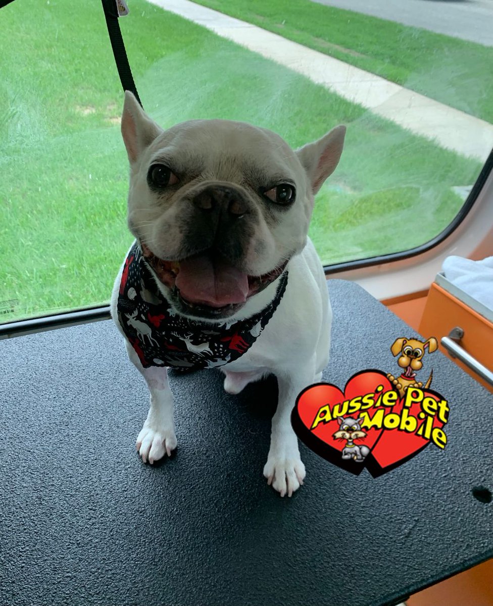 apmboca's tweet photo. Another weekend at home with the fam #AussiePetMobile #AussiePetMobileBoca #MobileGrooming 🐾🚐 #PetGrooming 🐶🐱 #MobilePetGrooming 🧼🛁#DogGrooming #CatGrooming #Groomers ✂️ #MobileGroomers #CleanAndCute https://t.co/p7LXF5l9Su