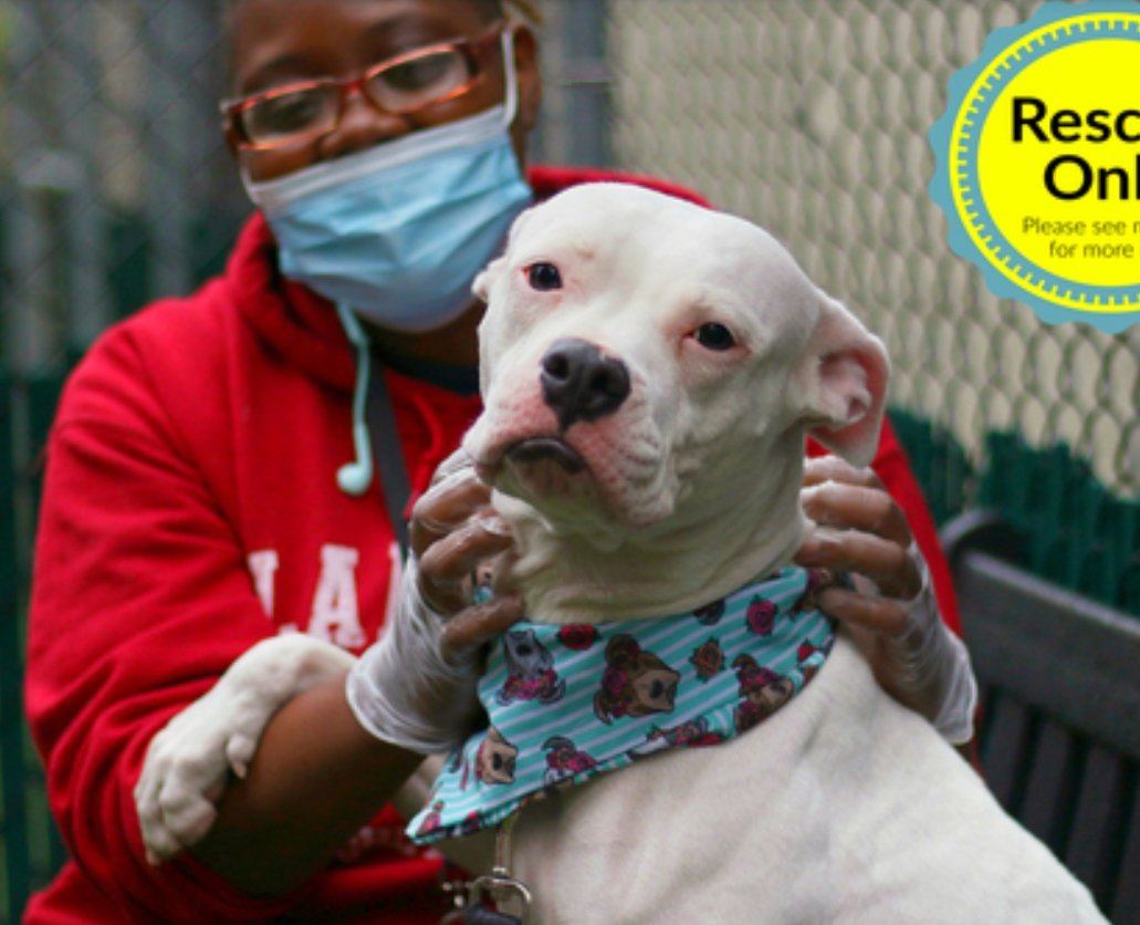 MyBoxerLuvMac1's tweet photo. Pls LOOK @ GORGEOUS 3yo Isabella ! This petite, sweet girl is a volunteer fav + it's 0 surprise. She's shy @ 1st, then sticks like glue. She has $500 stipend for New Hope Rescue ($750 if after 48 hrs) Nds out of #NYCACC Pls #Pledge 4 #medicalrescue-allergies #Foster Ty
💗Isabella https://t.co/enxqcZ5m7u