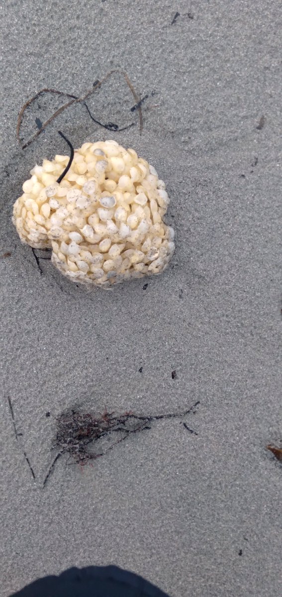 IrelandIn's tweet image. Can anyone tell me what this is washed up on the beach?