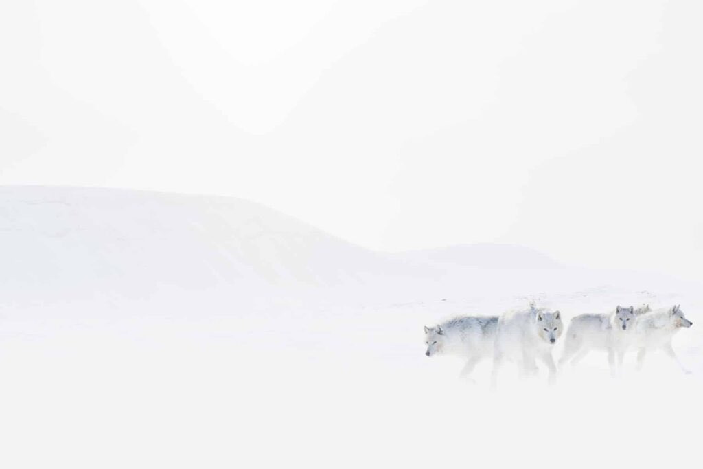 ejazkhanphotos's tweet image. These #Arcticwolves seem to have magically come out of nowhere. Their beauty is jaw dropping, it’s an experience that I will never forget.

Enjoy more: ejazkhanearth.com

Our movie: @vanishingknowl1 
vanishingknowledge.com

#wildlifephotography #fineart #homedecoration