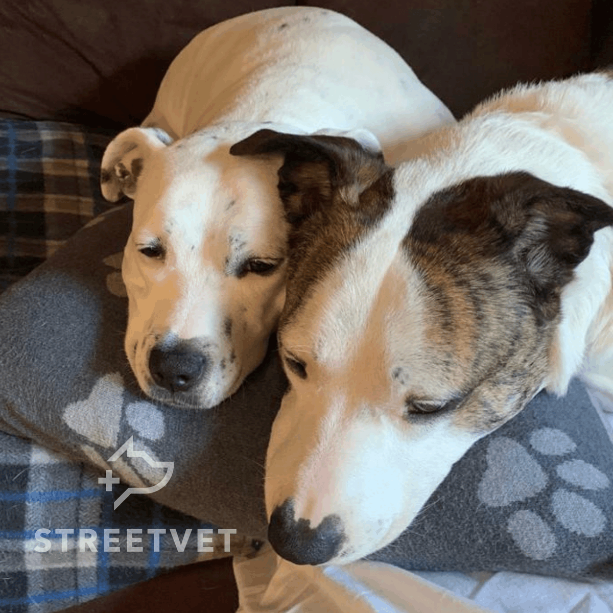 streetvetuk's tweet photo. "I was homeless & my dog got attacked by another dog. Jade & her team helped me get the op & treatment my baby needed. Without their help, I couldn't have paid for it. StreetVet do an outstanding job to help the homeless."
Here's Max and Sashaโค๏ธ Donate below.
#petstogether #dogs https://t.co/WUPtiaZfrx
