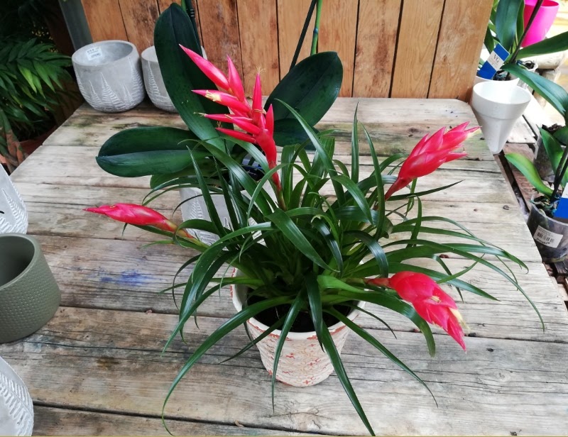 Plantas y flores tweet media