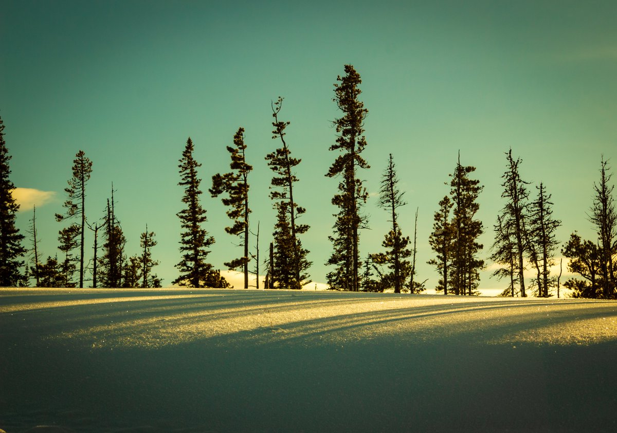 LittleFreeBirdA's tweet image. Went for a drive and ended up spending the day out here