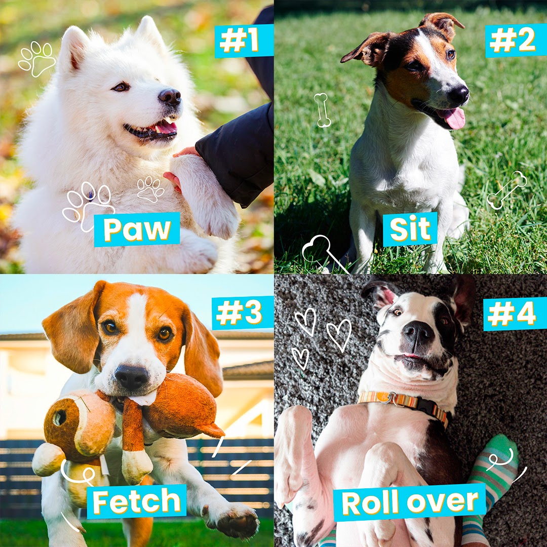 This week is all about pets finding their forever homes💙 What was the first trick you taught your pet? 🐾

#PRSBattersea