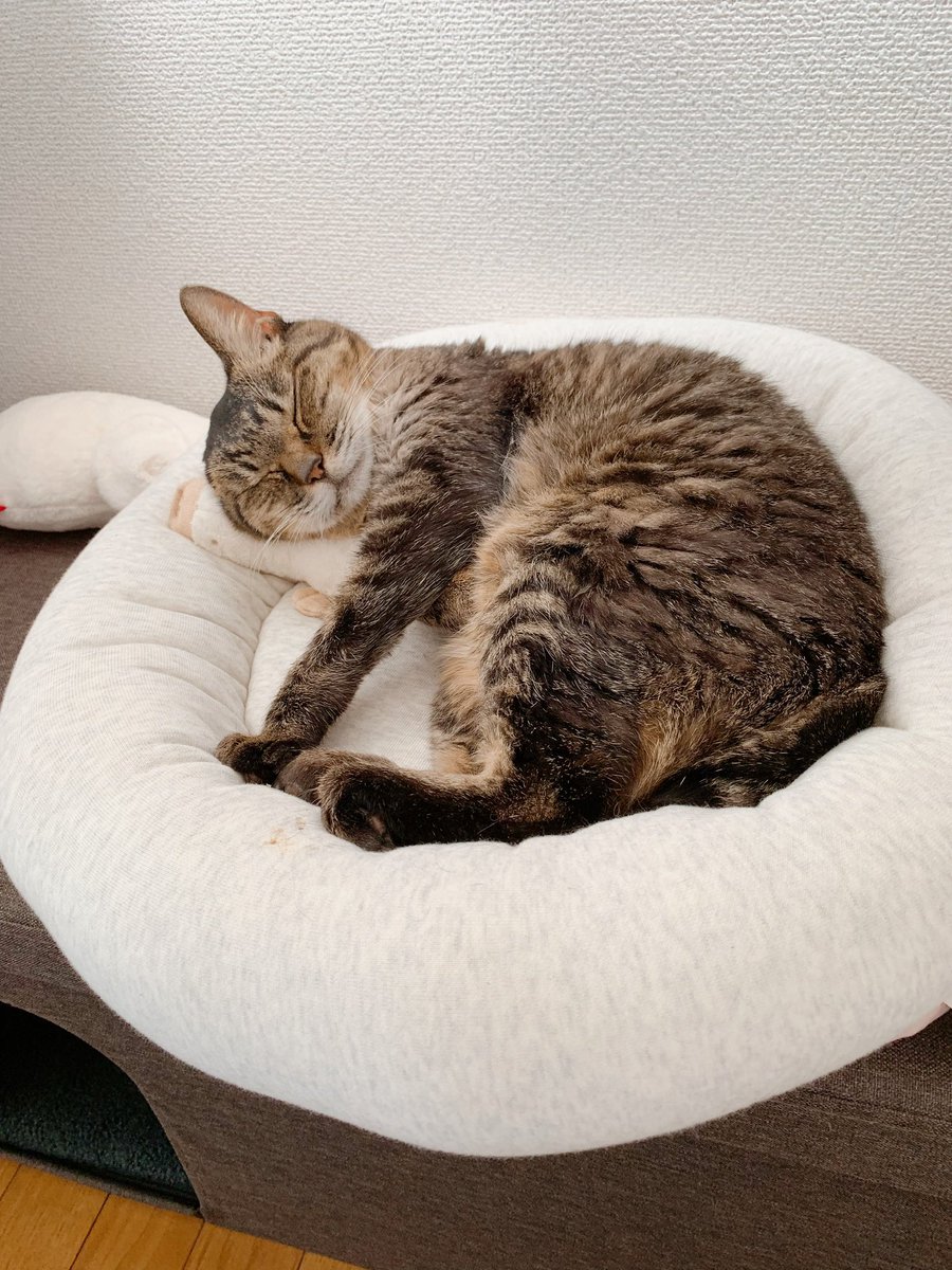 ayanyanko's tweet photo. 愛猫『すあま』♀
ある日、外で暮らしていた彼女に選ばれて2019年1月25日(🐾19歳)に家族としてお迎え、2020年12月11日(🐾20歳)に看取りました🌈
一緒に過ごした1年10ヶ月弱、彼女のニャン生の中で1番幸せな時にしたつもりです🐈💕私たち夫婦もとても幸せでした。
これからもずっと心の支えです🐾 https://t.co/VqLIN5cNPh