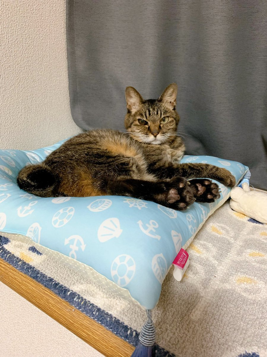 ayanyanko's tweet photo. 愛猫『すあま』♀
ある日、外で暮らしていた彼女に選ばれて2019年1月25日(🐾19歳)に家族としてお迎え、2020年12月11日(🐾20歳)に看取りました🌈
一緒に過ごした1年10ヶ月弱、彼女のニャン生の中で1番幸せな時にしたつもりです🐈💕私たち夫婦もとても幸せでした。
これからもずっと心の支えです🐾 https://t.co/VqLIN5cNPh
