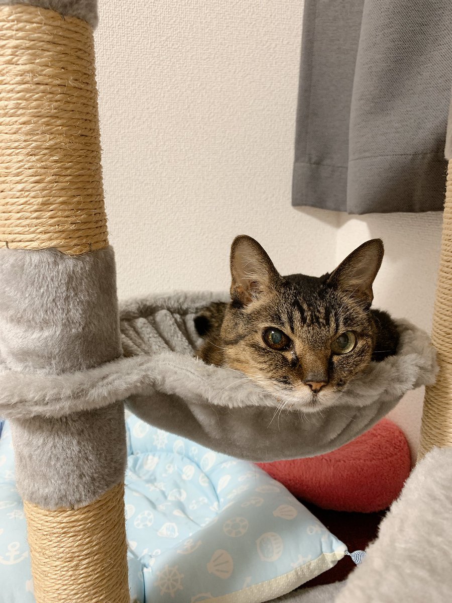 ayanyanko's tweet photo. 愛猫『すあま』♀
ある日、外で暮らしていた彼女に選ばれて2019年1月25日(🐾19歳)に家族としてお迎え、2020年12月11日(🐾20歳)に看取りました🌈
一緒に過ごした1年10ヶ月弱、彼女のニャン生の中で1番幸せな時にしたつもりです🐈💕私たち夫婦もとても幸せでした。
これからもずっと心の支えです🐾 https://t.co/VqLIN5cNPh