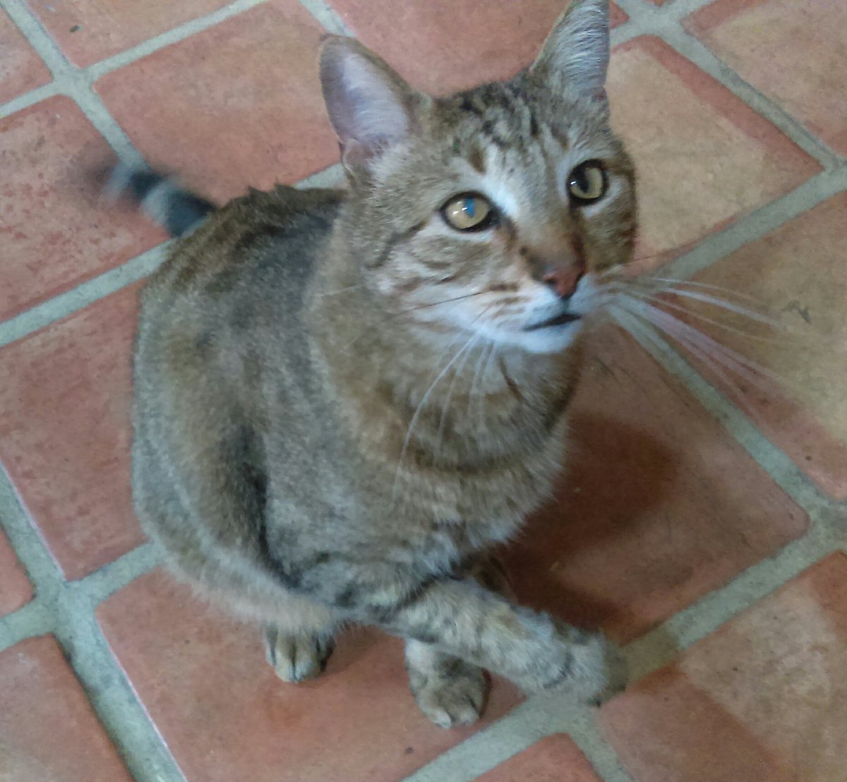 #aoclied about nothing. Here is Spartacus, the warrior cat.